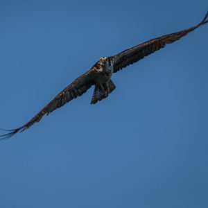 haveuheard osprey unf